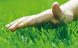 lawn_grass2